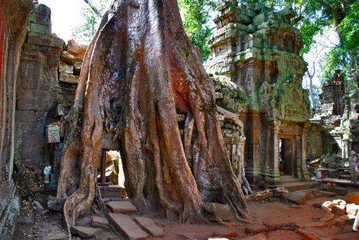 Angkor Wat - Ta Prohm
