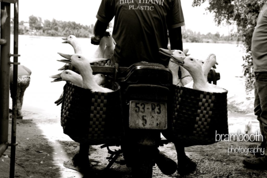 Vietnam - Sitting ducks