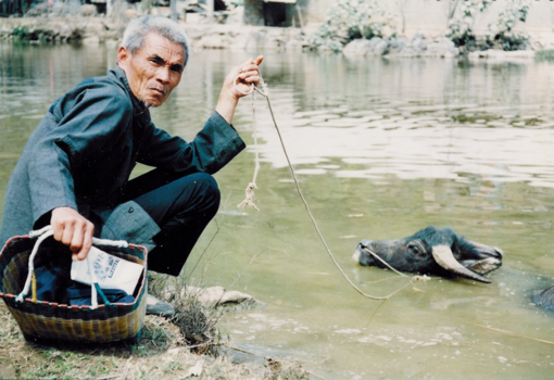 China - De waterbuffel uitlaten