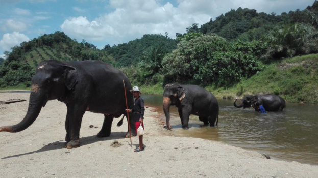 Thailand - Olifantenresort
