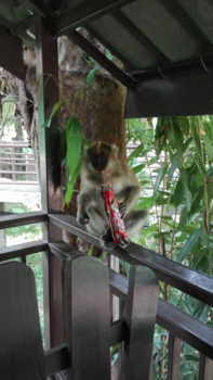 Thailand - Ondeugende aapjes