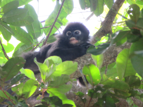 Maleisië - Perhantian