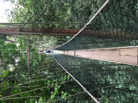 Maleisië - Jungle. Tocht door de boomtoppen.