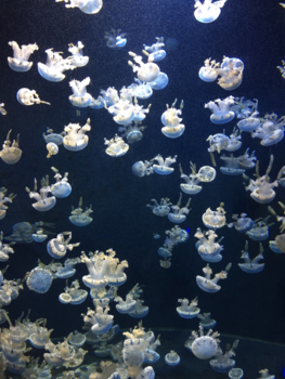 Singapore Zoo - Great experiance