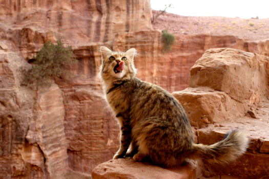 Petra - Wild cat in Petra, Jordan