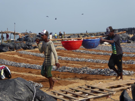 Sri Lanka - Vismarkt