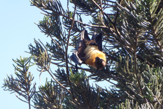 Sri Lanka - 1000 Vleermuizen