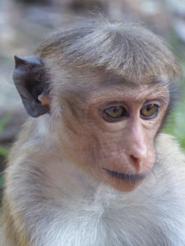 Sri Lanka - Melancholisch Aapje bij Tempel