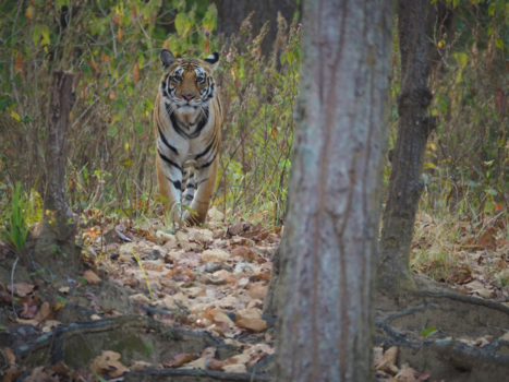 India - Young tigress in the morning sun