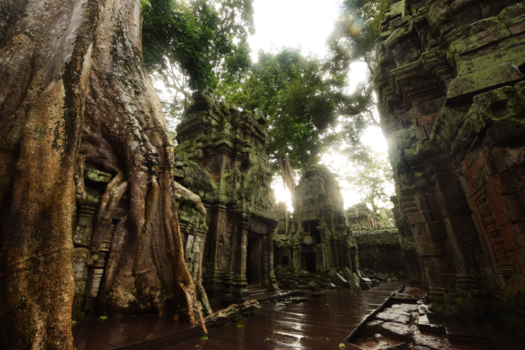 Cambodja - Ta Prohm "Tomb Raider Temple"