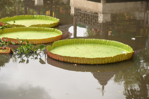 Rondreis Noord-Thailand - De oosterse waterlelie