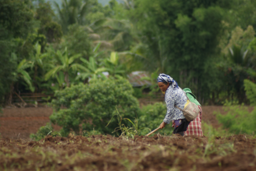 Thailand - Werken in het veld