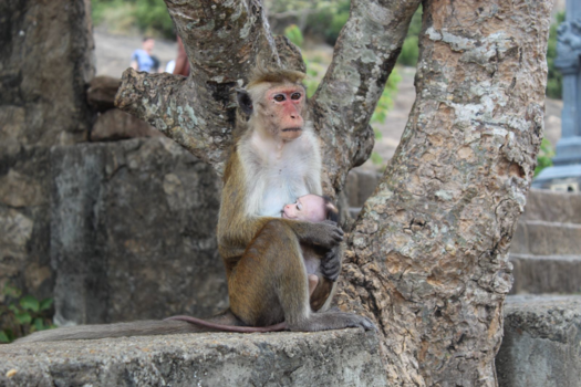 Sri Lanka - Moeder aap met baby