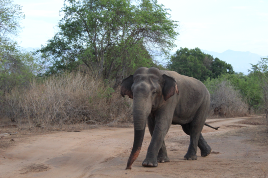 Sri Lanka - Vroeg in de ochtend kwamen wij een olifant op de weg tegen