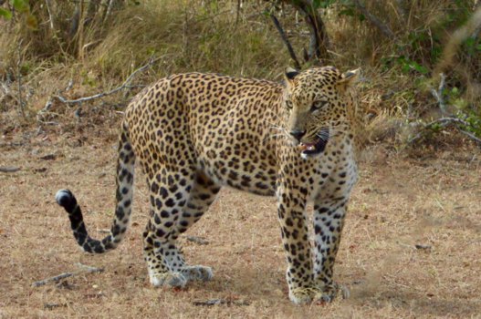 Sri Lanka - Leopard time @ Sri Lanka