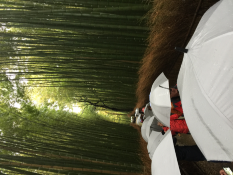 Kyoto - Het regende dat het giet