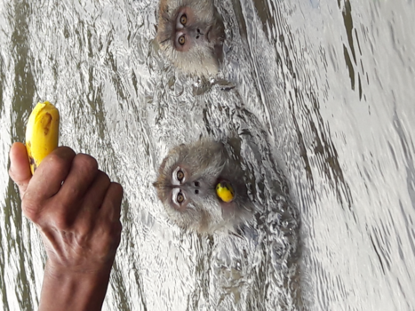 Maleisië - Zwemmende makaken