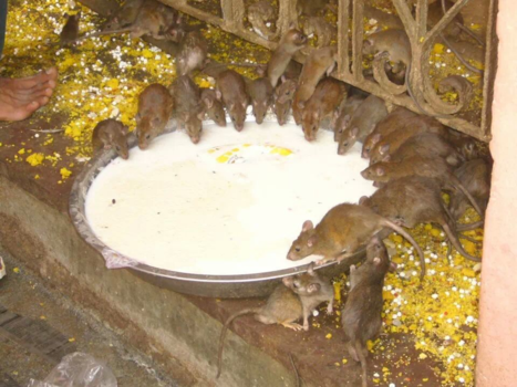 India - Rattentempel in India