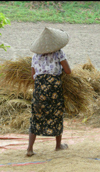 Rondreis Vietnam in twee weken - RIJST