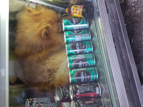 Bangkok - Hond heeft het warm