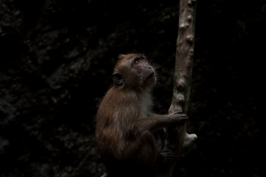 Pulau Langkawi - Monkey