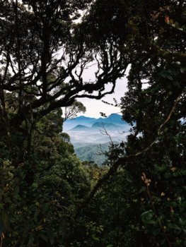 Maleisië - Doorkijkje bij de Cameron Highlands