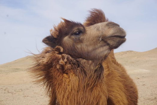 Mongolië - Fabulous camel in the middle of Gobi Desert