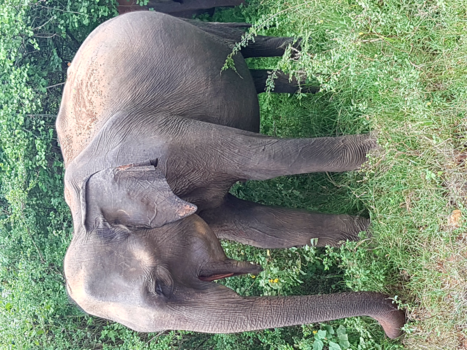 Sri Lanka - Happy elephant