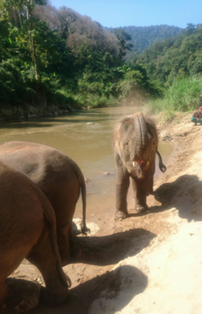 Thailand - Me Dombo you Jane!