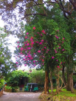 Sri Lanka - Aziatisch vervoer