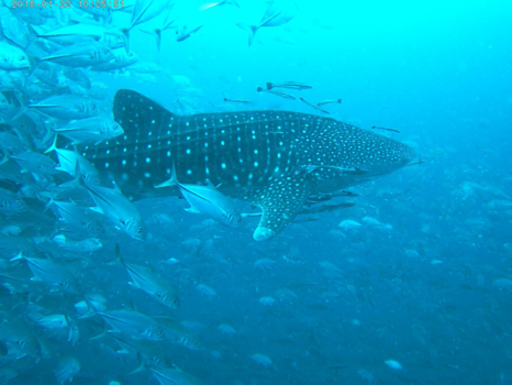 Thailand - Whaleshark ❤️