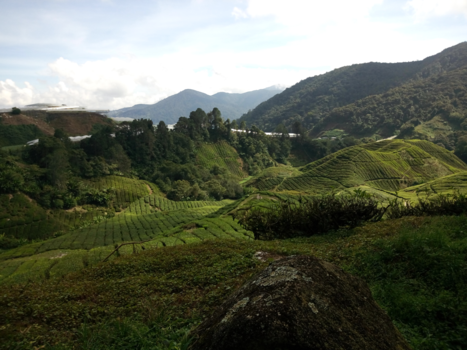 Maleisië - Cameron Highlands