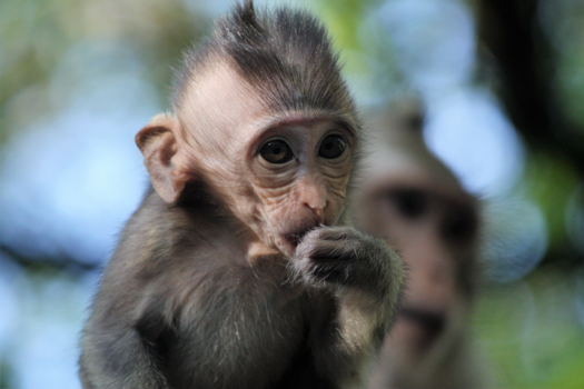 Cambodja - Als moeder zelf knipt.