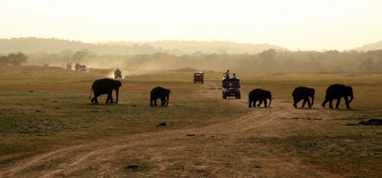 Sri Lanka - Elephant Safari
