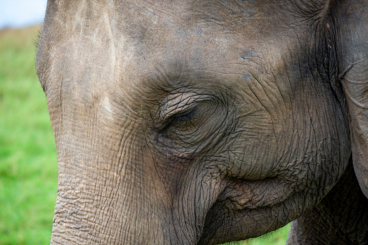 Sri Lanka - De indrukwekkende details van Sri Lanka ♥