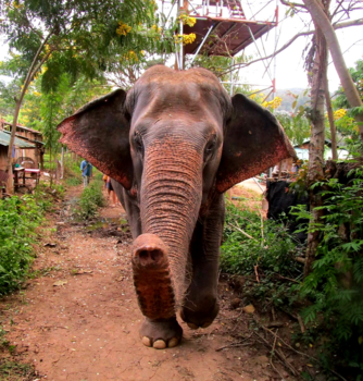 Thailand - All good things are wild and free