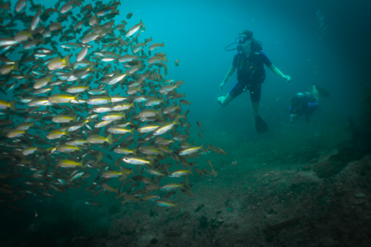 Rondreis Thailand in vier weken - Duiken bij Khao Tao