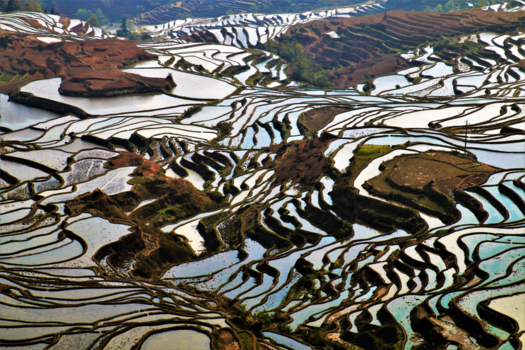Yunnan provincie - De kleurrijke rijstterrassen in YuanYang.
