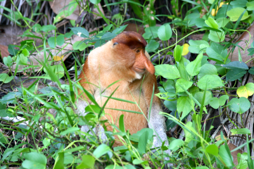 Rondreis door Maleisisch Borneo - borneo