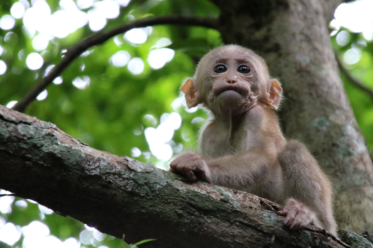 Rondreis Thailand in twee weken - Monkeying around
