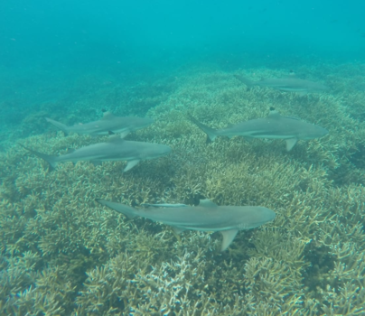 Sri Lanka - Snorkelen met haaien