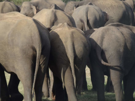 Minneriya National Park - Big butts for as far as the eye can see