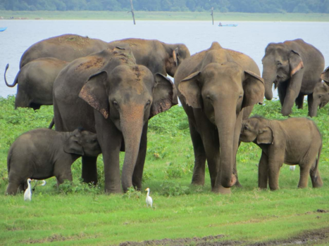 Sri Lanka - Family love