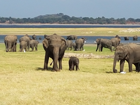 Sri Lanka - Huwelijksreis Sri lanka