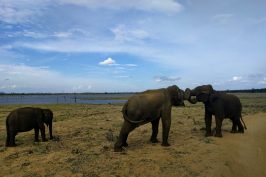 Sri Lanka - Wild!