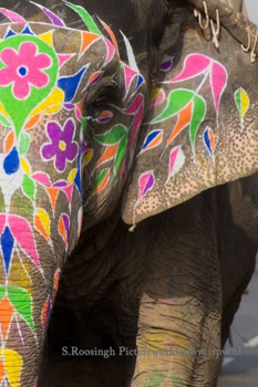 India - Elephant