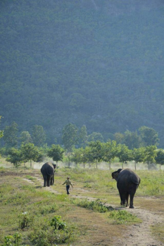 Thailand - Terug naar hun thuis.