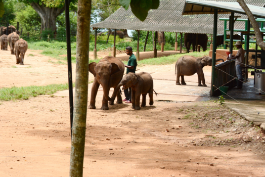 Sri Lanka - Oliefanten weeshuis