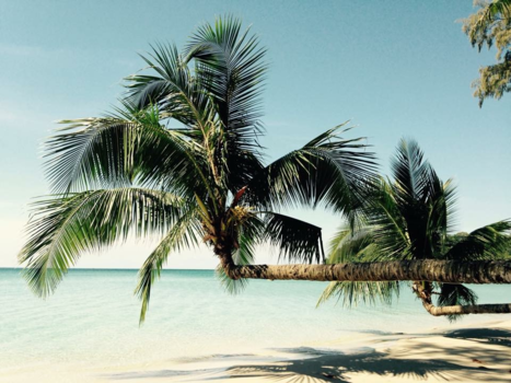 Eilandhoppen in Thailand - Palmboom horizon