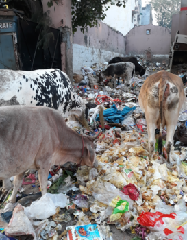 Varanasi - Heilige koeien in de viezigheid